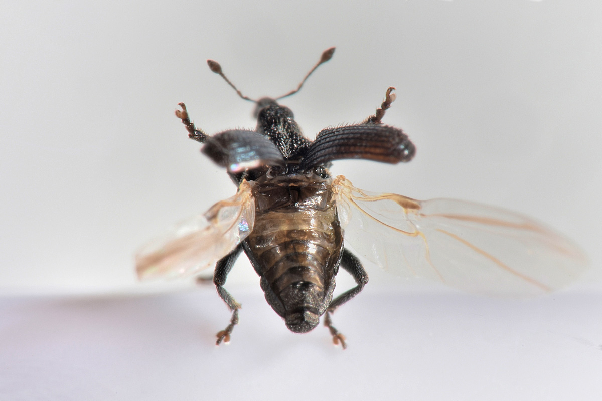 Curculionidae: Ceutorhynchus sp. ?  S, Ceutorhynchus sulcicollis